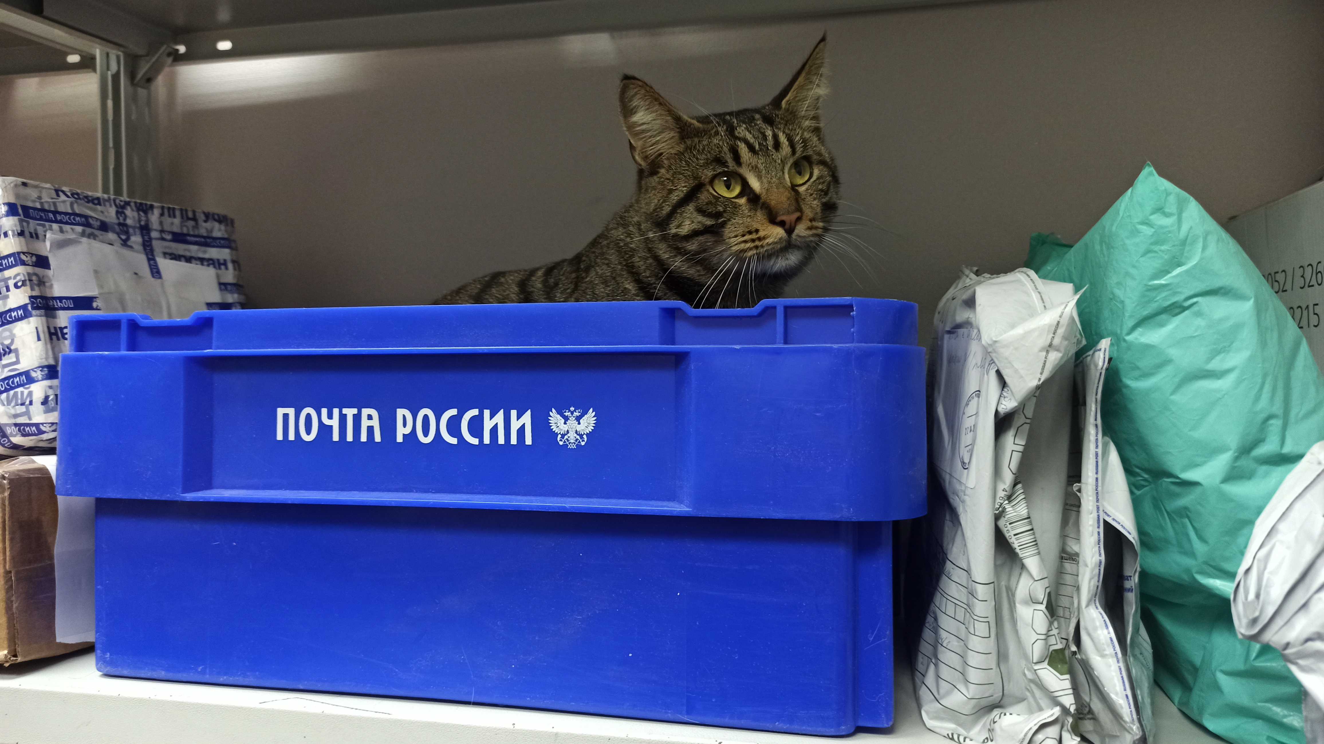 Страховка, открытка, «живая посылка»: полезные сервисы Почты России для владельцев животных.